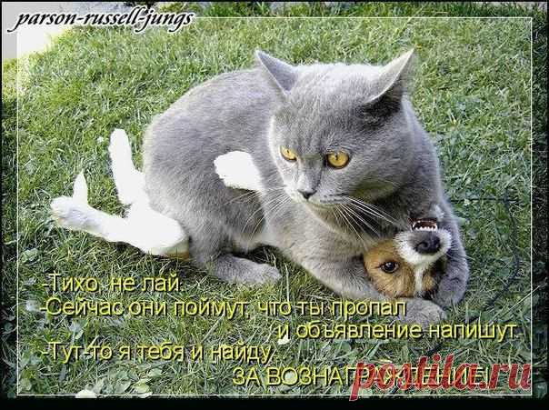 Без кота и жизнь не та