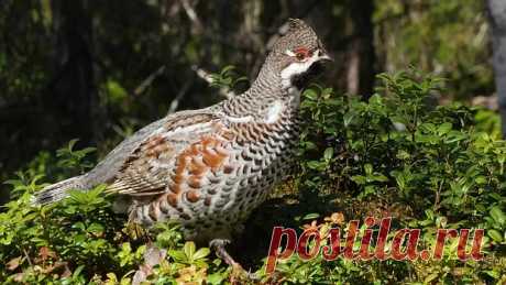 флора и фауна россии – Google Поиск