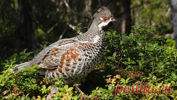 флора и фауна россии – Google Поиск