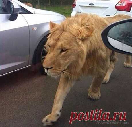 Смешные и забавные