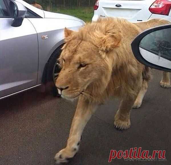 Смешные и забавные
