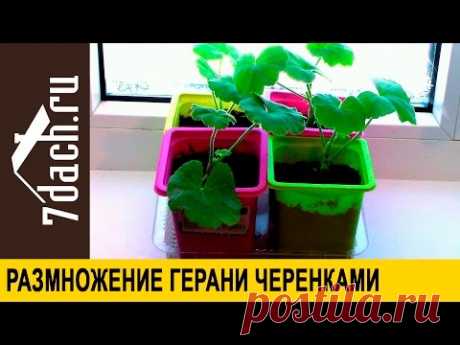 Как размножить пеларгонию (герань) - 7 дач