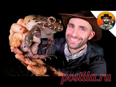 ГИГАНТСКАЯ КРИЧАЩАЯ ЛЯГУШКА - ПЯТИПАЛЫЙ СВИСТУН