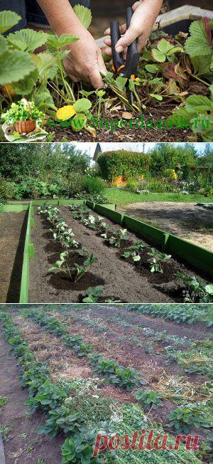 Об обрезке листьев земляники — 6 соток