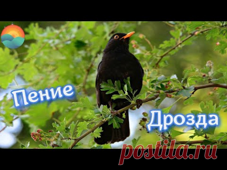 Пение Дрозда для Лечения Мигрени, Тахикардии и Хронической Гипертонии / Blackbird Song