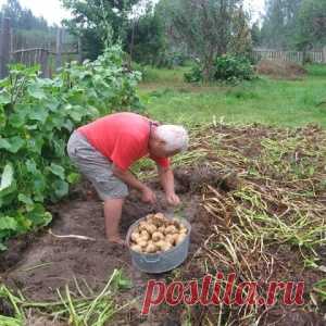 В Тверской области собирают тонну картофеля с сотки. Уникальная методика от кашинского агронома