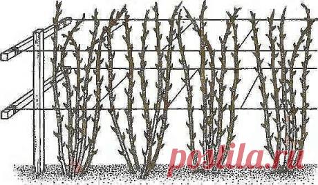 Нет малины на малине, почему? или Как получить небывалый урожай малины?

Первое и главное. Малину надо обязательно выращивать только на шпалере, это доказано опытом миллионов. При посадке ровными рядами, при установке столбов и проволоки ваша малина каждый год способна давать в 6-8 раз больше ягод и при этом вы получаете максимально возможное качество ягод. Все ваши усилия теряют смысл, если ваша зелёная фабрика (растение малины) не способна проявить свои природные преимущ...