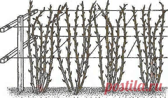 Нет малины на малине, почему? или Как получить небывалый урожай малины?

Первое и главное. Малину надо обязательно выращивать только на шпалере, это доказано опытом миллионов. При посадке ровными рядами, при установке столбов и проволоки ваша малина каждый год способна давать в 6-8 раз больше ягод и при этом вы получаете максимально возможное качество ягод. Все ваши усилия теряют смысл, если ваша зелёная фабрика (растение малины) не способна проявить свои природные преимущ...