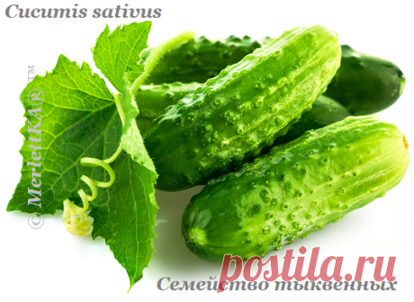 Огурцы (Cucumis sativus) – это однолетнее травянистое растение,
относящееся к семейству тыквенных.