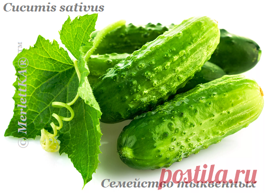 Огурцы (Cucumis sativus) – это однолетнее травянистое растение,
относящееся к семейству тыквенных.