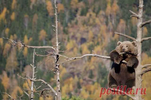 МИР ПОЗДРАВЛЕНИЙ И ОТКРЫТОК...
Лариса Щербакова (Кузнецова)