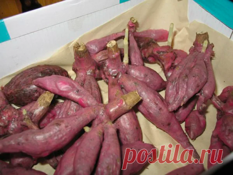 КОГДА НУЖНО ДОСТАВАТЬ ГЕОРГИНЫ ДЛЯ ПРОРАЩИВАНИЯ. ОПРЕДЕЛЯЕМ СРОКИ
Нужно правильно определить эти сроки, поскольку от этого зависит рост и цветение георгинов. Если клубни достать рано, то ростки вытянуться, будут тонкими и хилыми. А если достать поздно, то цветение наступит у георгинов намного позже.
Поскольку наша страна большая, то в каждом регионе сроки проращивания будут отличаться. Определить сроки, когда доставать клубни из погреба, довольно просто. Георгины нужно дос...