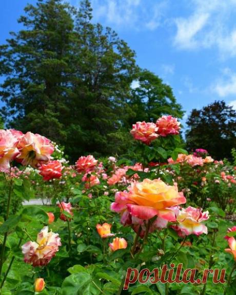 Как сохранить розы до середины осени: 4 простых способа продлить цветение