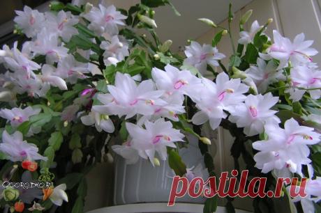 Декабрист — уход в домашних условиях для длительного и яркого цветения Декабрист – уход в домашних условиях, обрезка, полив, удобрение; когда должен цвести; что делать, чтобы зацвел; чем удобрять, почему вялые листья и тонкие, если декабрист залили, стал мягким
