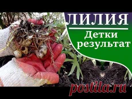 Размножение лилий детками .  Школка - результат -  выкопка -  рассадка