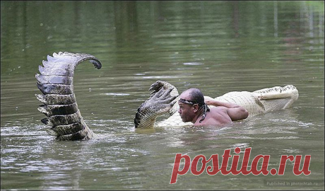 Не только управдом — друг человека (дружба с крокодилом) — Наука и жизнь