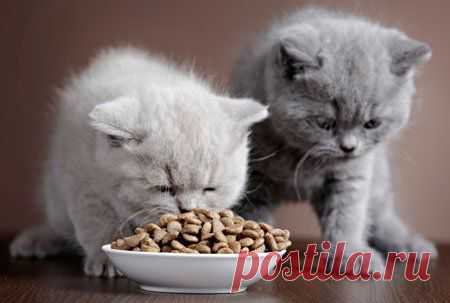Как выбрать корм для кошки