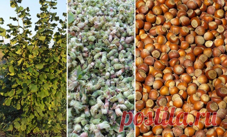 თხილი – დარგვა, გამრავლება – თხილის ბაღის გაშენება | აგროკავკასია თხილი (Corylus) — ფოთოლმცვივანი ბუჩქების, იშვიათად ხეების გვარი თხილისებრთა ან ფართო გაგებით, არყისებრთა ოჯახის წარმომადგენელია. ჩვეულებრივი (ტყის) თხილი ხშირად ბუჩქია, იშვიათად პატარა ზომის ხე. მერქანი რბილი, მჩატე და დრეკადი, ნაყოფი სქელნაჭუჭიანია. ადამიანი თხილის ნაყოფს უხსოვარი დროიდან მოიხმარს, როგორც ძვირფას კვებით და სამკურნალო პროდუქტს, ამიტომ აქტიურად მიმდინარეობდა და ამჟამადაც მიმდინარეობს მისი სელ...