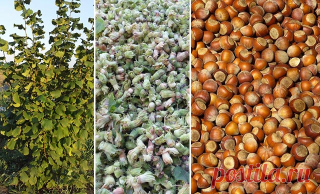 თხილი – დარგვა, გამრავლება – თხილის ბაღის გაშენება | აგროკავკასია თხილი (Corylus) — ფოთოლმცვივანი ბუჩქების, იშვიათად ხეების გვარი თხილისებრთა ან ფართო გაგებით, არყისებრთა ოჯახის წარმომადგენელია. ჩვეულებრივი (ტყის) თხილი ხშირად ბუჩქია, იშვიათად პატარა ზომის ხე. მერქანი რბილი, მჩატე და დრეკადი, ნაყოფი სქელნაჭუჭიანია. ადამიანი თხილის ნაყოფს უხსოვარი დროიდან მოიხმარს, როგორც ძვირფას კვებით და სამკურნალო პროდუქტს, ამიტომ აქტიურად მიმდინარეობდა და ამჟამადაც მიმდინარეობს მისი სელ...