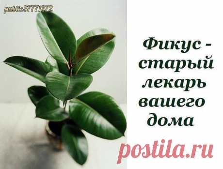 - старый лекарь вашего дома | Хозяин и Хозяюшка