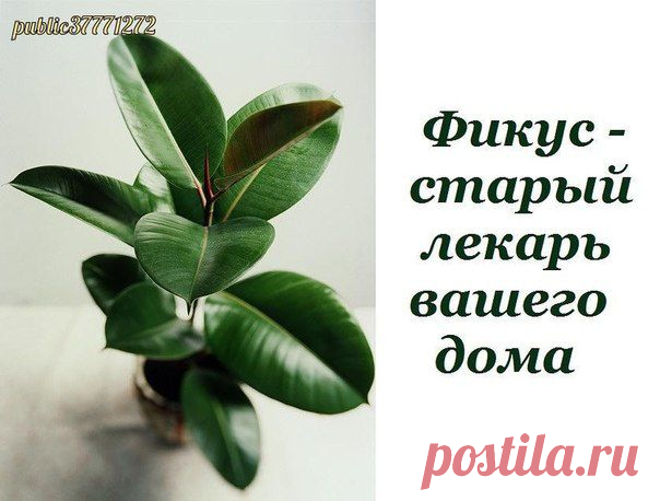 - старый лекарь вашего дома | Хозяин и Хозяюшка