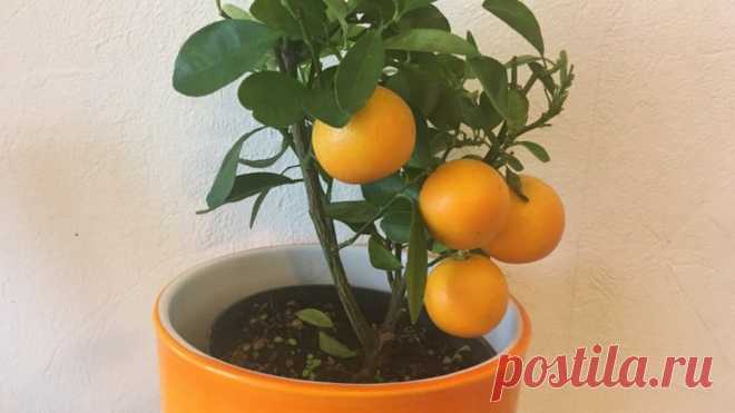 4 мандарина на 4 дня - древний азиатский способ омоложения (результат увидела после первого дня)