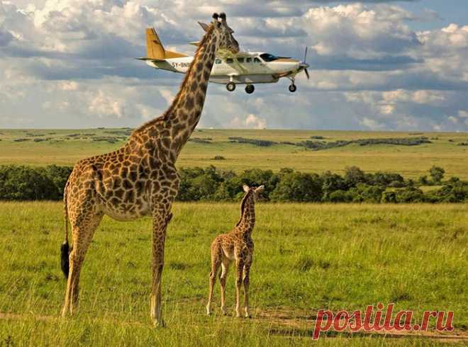 Весёлые снимки Comedy Wildlife Photography Awards 2017 г.