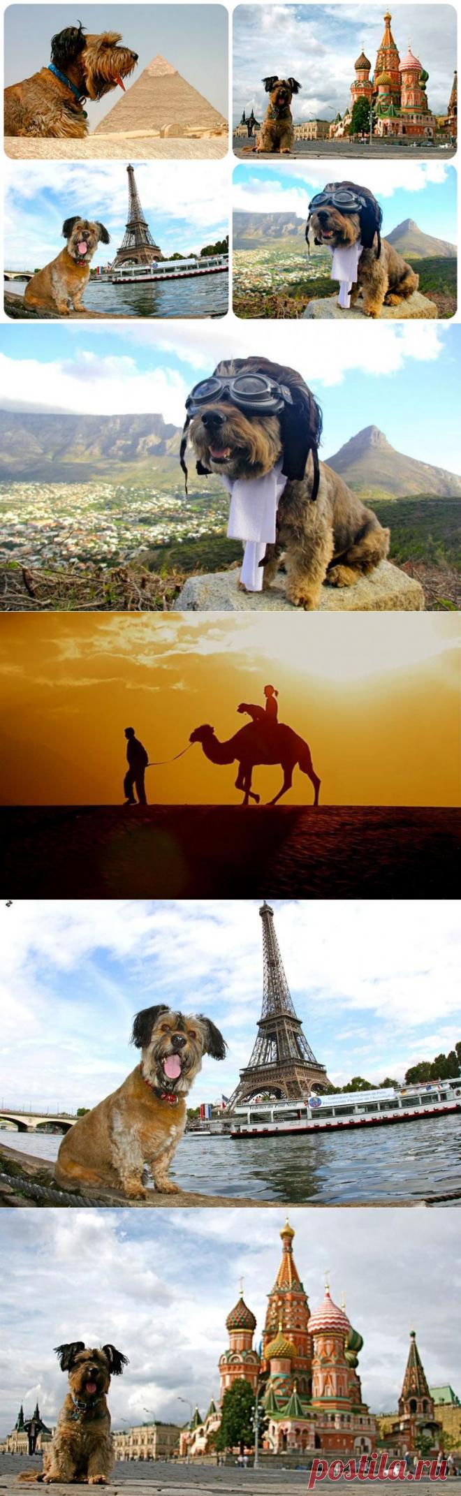 ПЁС КРУГОСВЕТНЫЙ ПУТЕШЕСТВЕННИК. | ИНТЕРЕСНОЕ В МИРЕ