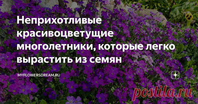 Неприхотливые красивоцветущие многолетники, которые легко вырастить из семян Всем привет!
Хотите вырастить красивоцветущие многолетники на своих клумбах, но не знаете на каких остановить свой выбор? В магазинах полно различных семян многолетников, на картинках все они красивые, но вот только не все можно легко и без заморочек вырастить из семян.
Я Вам расскажу и покажу на собственном примере какие неприхотливые многолетники легко и просто вырастить из семян, достаточно