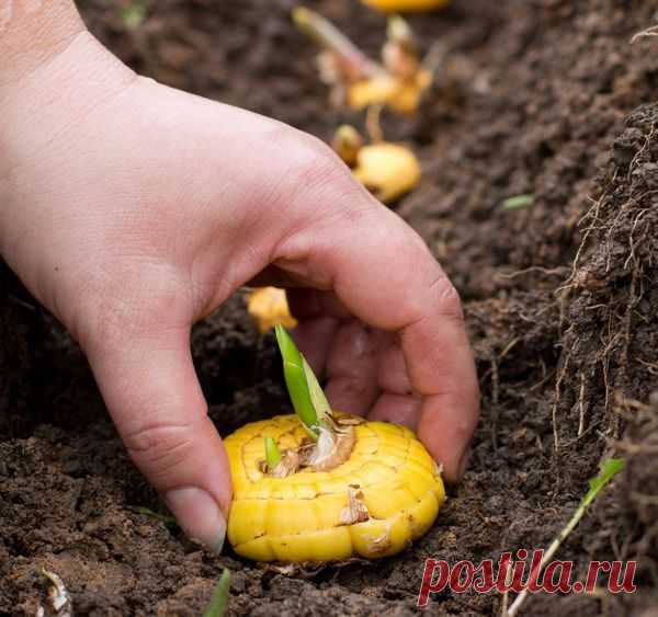 Секреты посадки гладиолусов