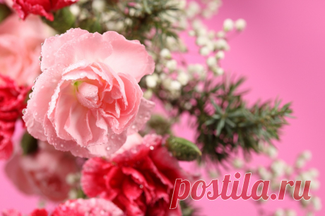 Roses_Pink_color_437188.jpg (1280×853)