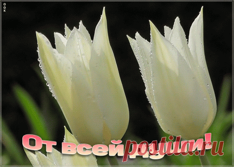 Открытка с тюльпанами от всей души