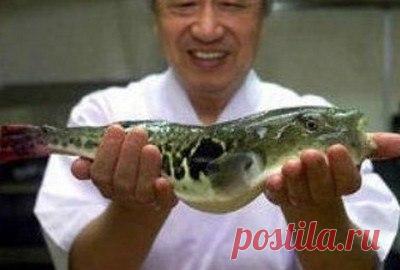 Каким образом японские учёные вывели неядовитую рыбу фугу?