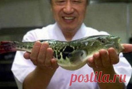 Каким образом японские учёные вывели неядовитую рыбу фугу?