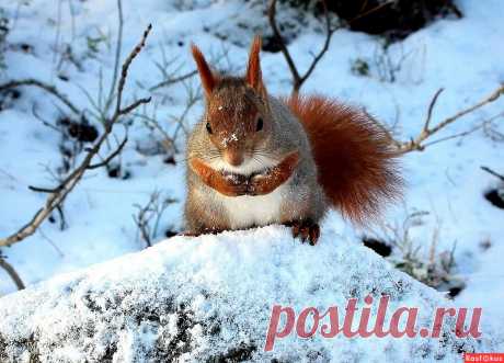 Фото: Смиренное ожидание.... Татьяна Соловьева (Тата). Фото животных - Фотосайт Rasfokus.ru