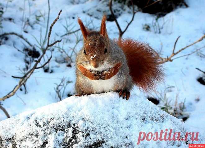 Фото: Смиренное ожидание.... Татьяна Соловьева (Тата). Фото животных - Фотосайт Rasfokus.ru