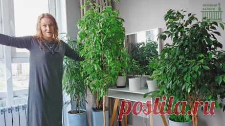 ВСЕ МОИ СУПЕР ПЫШНЫЕ ФИКУСЫ/ Как я их исцелила и вырастила? | 🟣 🟢 Екатерина Незабудька | Дзен