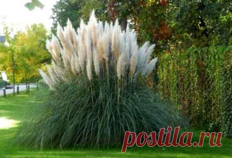 МИР РАСТЕНИЙ. Мискантус