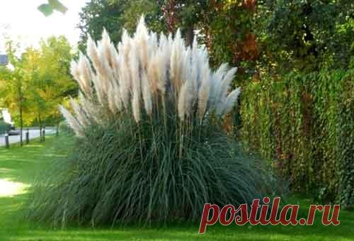 МИР РАСТЕНИЙ. Мискантус