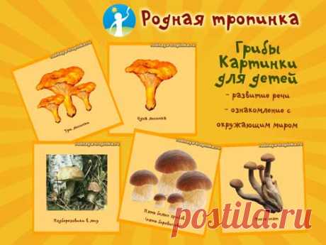 Грибы. Картинки для детей