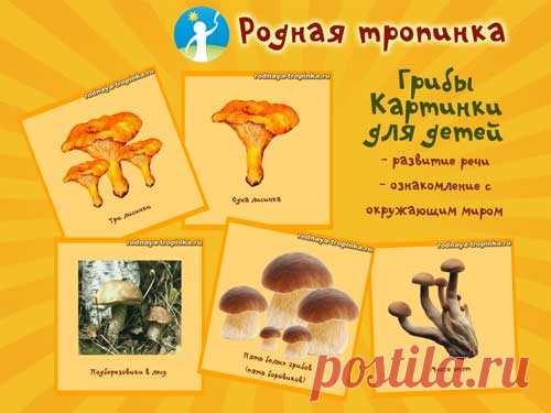 Грибы. Картинки для детей