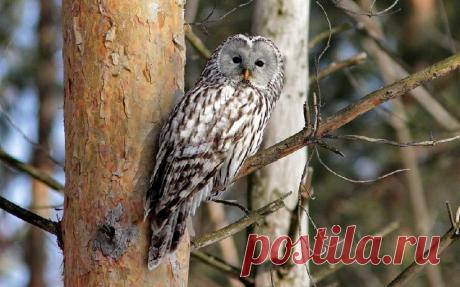 Краснокнижная длиннохвостая неясыть поселилась в белорусской столице | Живой мир - природа