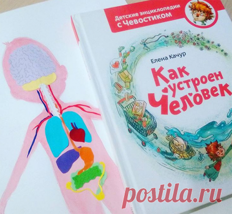 Для всех поклонников Чевостика. В этой книге дядя Кузя рассказывает маленькому любопытному персонажу о строении организма и внутренних органах. Читатель узнает, зачем нам нужно сердце, как работают уши и глаза, почему кровь темнеет и откуда мы берём энергию.
