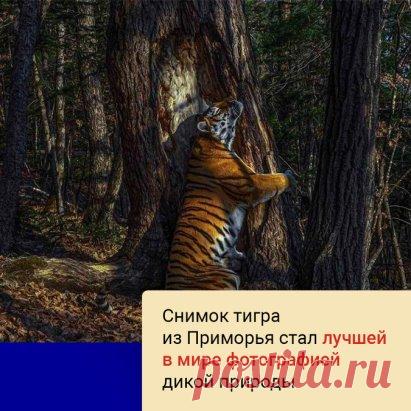 Снимок из Приморского края признан лучшей фотографией дикой природы 2020 года по версии английского музея естественной истории. Кадр сделан в национальном парке «Земля леопарда». Автор фото - Сергей Горшков.
На фото попала тигрица под номером T 41F. На снимке хищница обнимает дерево, чтобы «пометить» его своим запахом. По мнению жюри, кадр показывает уникальный, интимный момент.
Всего на конкурсе было представлено 49 тысяч работ. Фото из Приморья объявила победителем герцогиня Кембриджская Ке