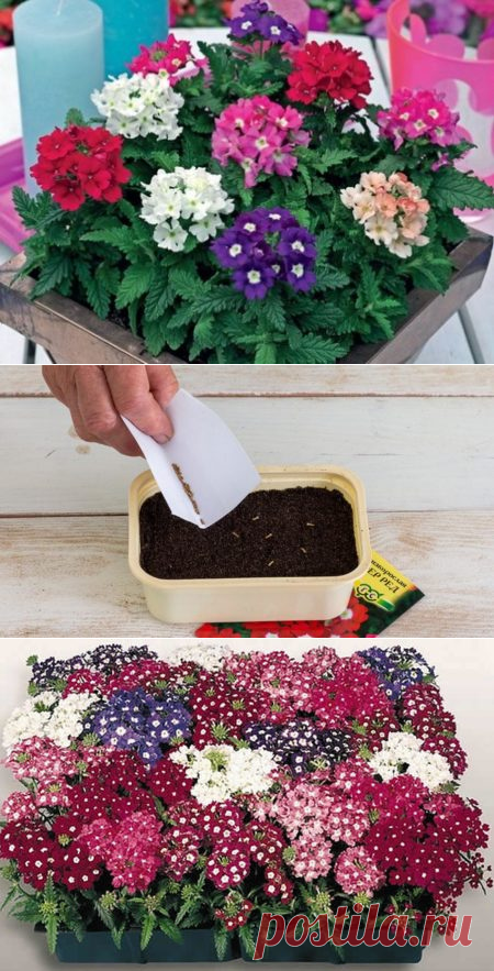 Вербена рассада. Вегетативная вербена семена. Вербена многолетка. Как посеять мелкие семена цветов на рассаду равномерно. Как сеют семена вербены.