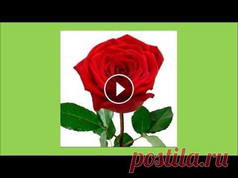 Цветочный гороскоп Цветочный гороскоп....