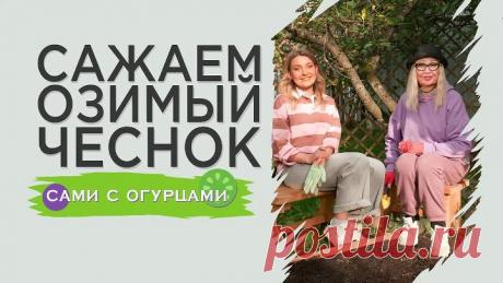 Сажаем озимый чеснок