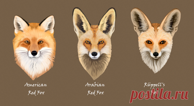 Fox Face Studies by Vawie-Art on DeviantArt