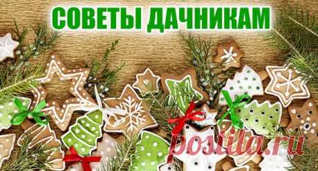 Как получить богатый урожай со старого малинника? Советы от опытных садоводов! - weronika2006rich@mail.ru - Почта Mail.Ru