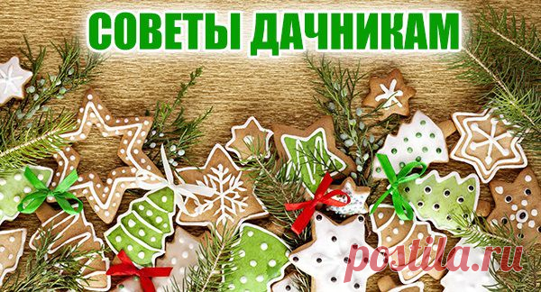 Как получить богатый урожай со старого малинника? Советы от опытных садоводов! - weronika2006rich@mail.ru - Почта Mail.Ru